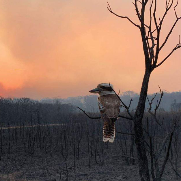 NSW Rural Fire Service operations